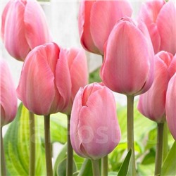 Tulipa	Тюльпан	Mystic van Eyck (10 шт)