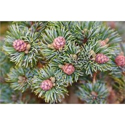 Pinus parviflora 'Kinpo'