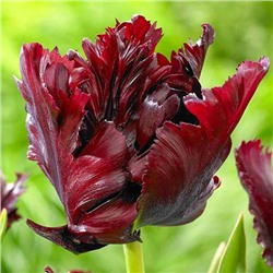 Tulipa	Тюльпан	Black Parrot (10 шт)