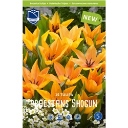 Tulipa	Тюльпан	praestans Shogun (15 шт)