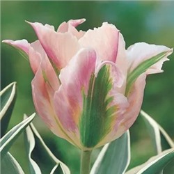 Tulipa	Тюльпан	China Town (10 шт)