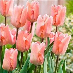 Tulipa	Тюльпан	Apricot Perfection (10шт)