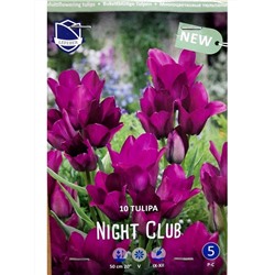 Tulipa	Тюльпан	Night Club (10 шт)
