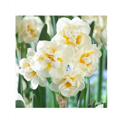 Narcissus	Нарцисс	Bridal Crown (5 ш)