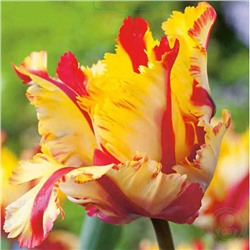Tulipa	Тюльпан	Flaming Parrot (10 шт)