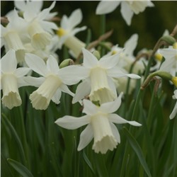Narcissus	Нарцисс	Elka (15 шт)