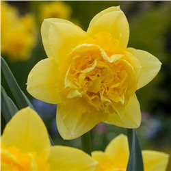 Narcissus	Нарцисс	Dick Wilden (5 шт)