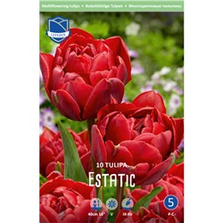 Tulipa	Тюльпан	Estatic (10шт)