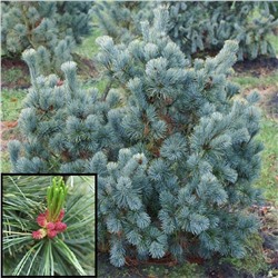 Pinus pum. Glauca