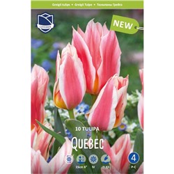 Tulipa	Тюльпан	Quebec (10 шт)