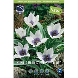 Tulipa	Тюльпан	humilis Alba Coerulea Oculata (5шт)
