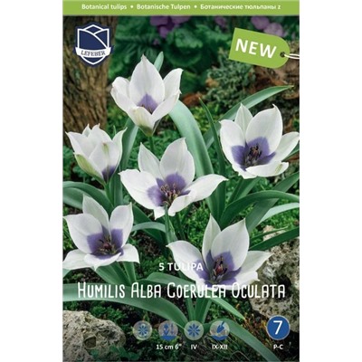 Tulipa	Тюльпан	humilis Alba Coerulea Oculata (5шт)