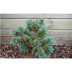 Pinus parviflora 'Gio Kukasen'