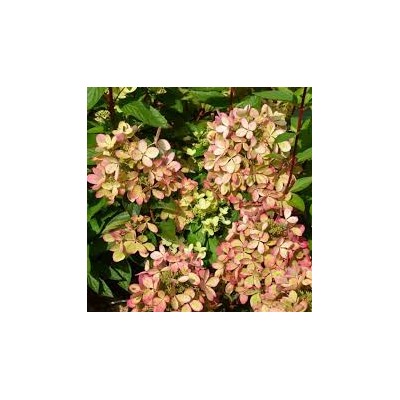 Гортензия метельчатая paniculata Pastelgreen