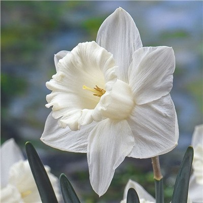 Narcissus	Нарцисс	Mount Hood (5 шт)