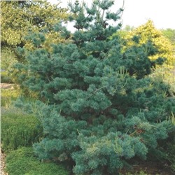 Сосна	Pinus	parv. Negishi