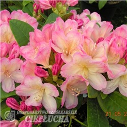 Rhododendron Percy Wiseman    C5