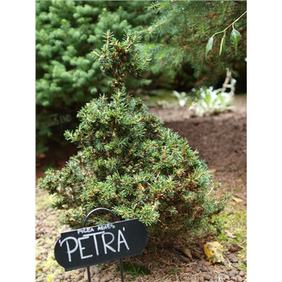 Picea abies 'Petra'