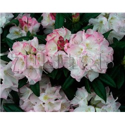 Rhododendron hybriden Brigitte С5