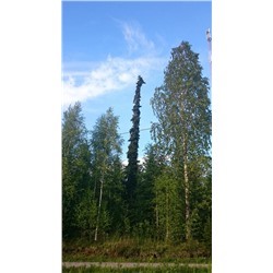 Picea abies 'Sievi Weeping'	C7,5	50/65