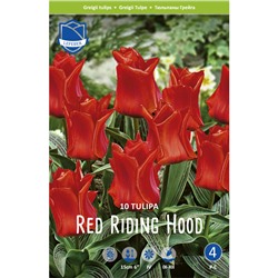 Тюльпан Roodkapje / Red Riding Hood
