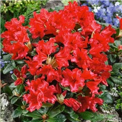 Rhododendron (Род-н) Scarlet Wonder