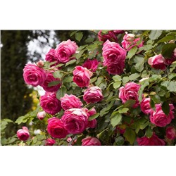 Роза плетистая Pink Eden Rose (Cyclamen Pierre de Ronsard)