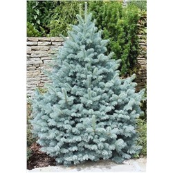 Picea pungens  Omega