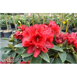Rhododendron hybriden Brisanz С5