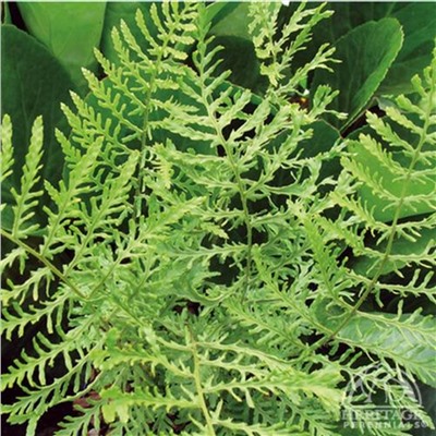 Dryopteris filix-mas Linearis Polydactyla