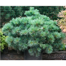 Pinus	strob. Macopin
