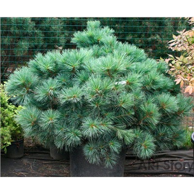Pinus	strob. Macopin