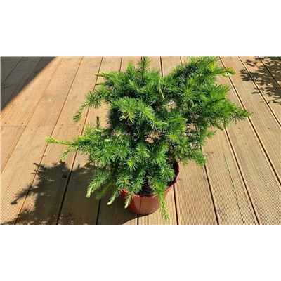 Larix kaempferi 'Little Bogle'	30-40 cm cont. 7,5L