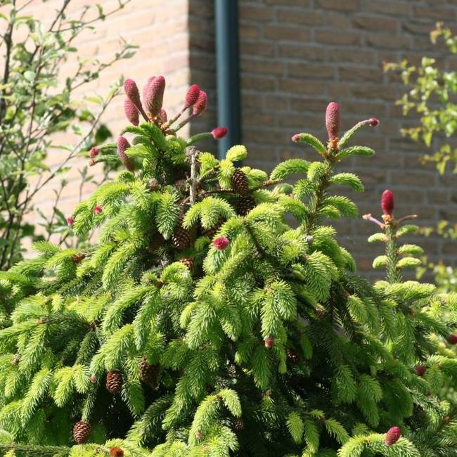 Picea abies acrocona