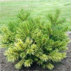 Pinus	unc. Billabong