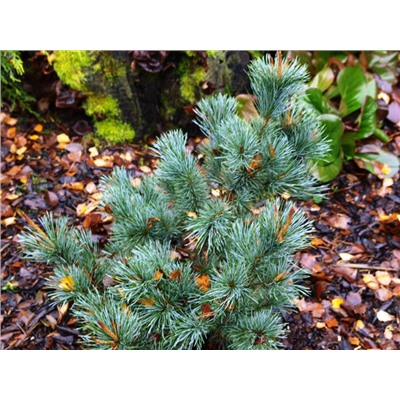 Pinus pumila 'Wilhelm Acker Bonsai'	C2	20/25