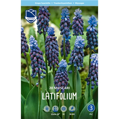 Muscari	Мускари	latifolium (20 шт)