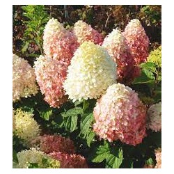 Hydrangea paniculata `Pink Shade` С3