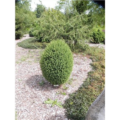 Picea mariana 'Craig' 30-40 cm cont. 3,0L