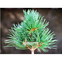 Pinus parviflora 'Shike-Shima'