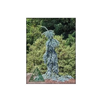 Picea pungens 'The Blues'	50-60 cm cont. 7,5L