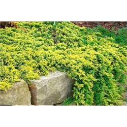 Можжевельник горизонтальный (Juniperus horizontalis Golden Carpet) C2