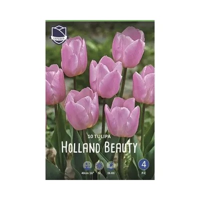 Tulipa	Тюльпан	Holland Beauty (10 шт)