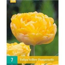 Тюльпан Yellow Pompenette    7 шт