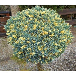 Juniperus squamata	Можжевельник чешуйчатый	Floreant	C5			PA 80-95