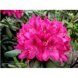 Rhododendron hybriden Nova Zembla