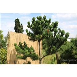 Сосна черная Орегон Грин (Pinus nigra Oregon Green) С5