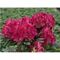 Rhododendron hybriden Kazimierz Wielki