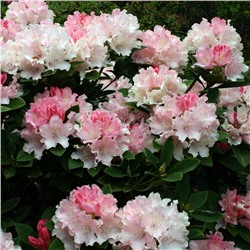 Rhododendron (Род-н) Wladyslaw Lokietek / Royal Rosy С5