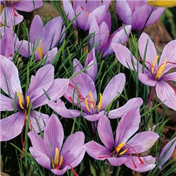 Крокус	sativus 10шт